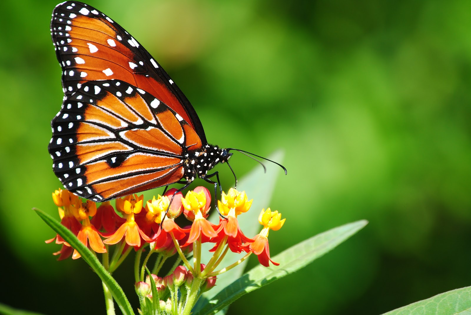 [Image: 1-backyard-butterflies-10-12-0911.jpg]