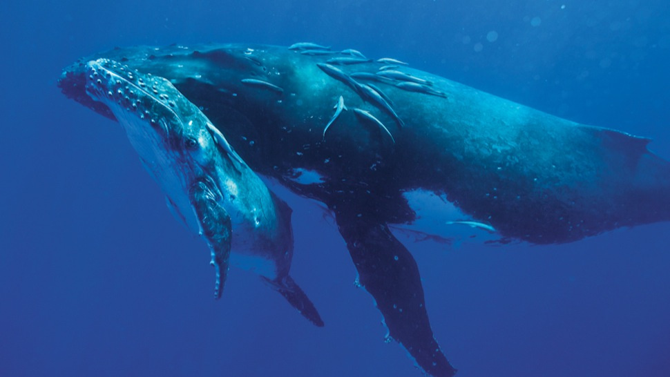 These Beautiful Portraits Of Whales Taken By Bryant
